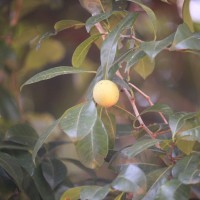 Xantolis tomentosa (Roxb.) Raf.